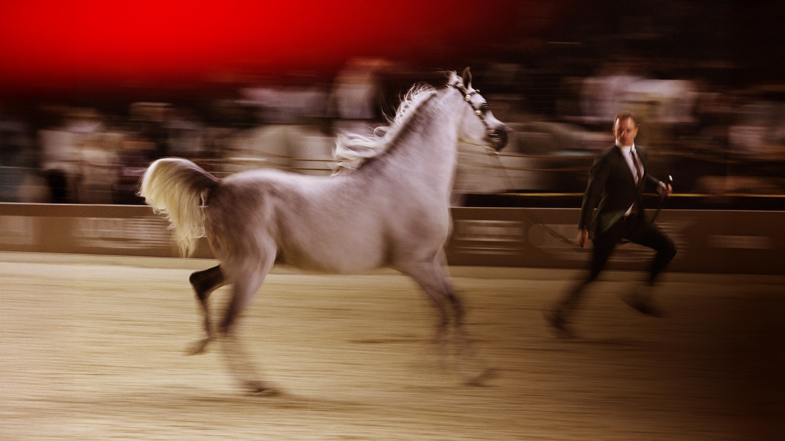 GCAT Spotlight: How Arabian Horses Are Galloping Qatar's Cultural Branding Forward